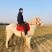 矮马矮脚马德保矮马马驹矮马马驹乘骑马儿童乘骑马迷你马