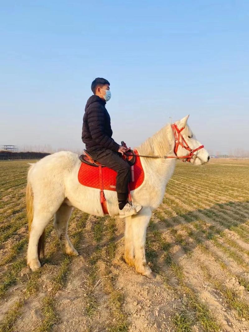 矮马矮脚马德保矮马马驹矮马马驹乘骑马儿童乘骑马迷你马