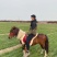 矮马矮脚马德保矮马马驹矮马马驹乘骑马儿童乘骑马迷你马