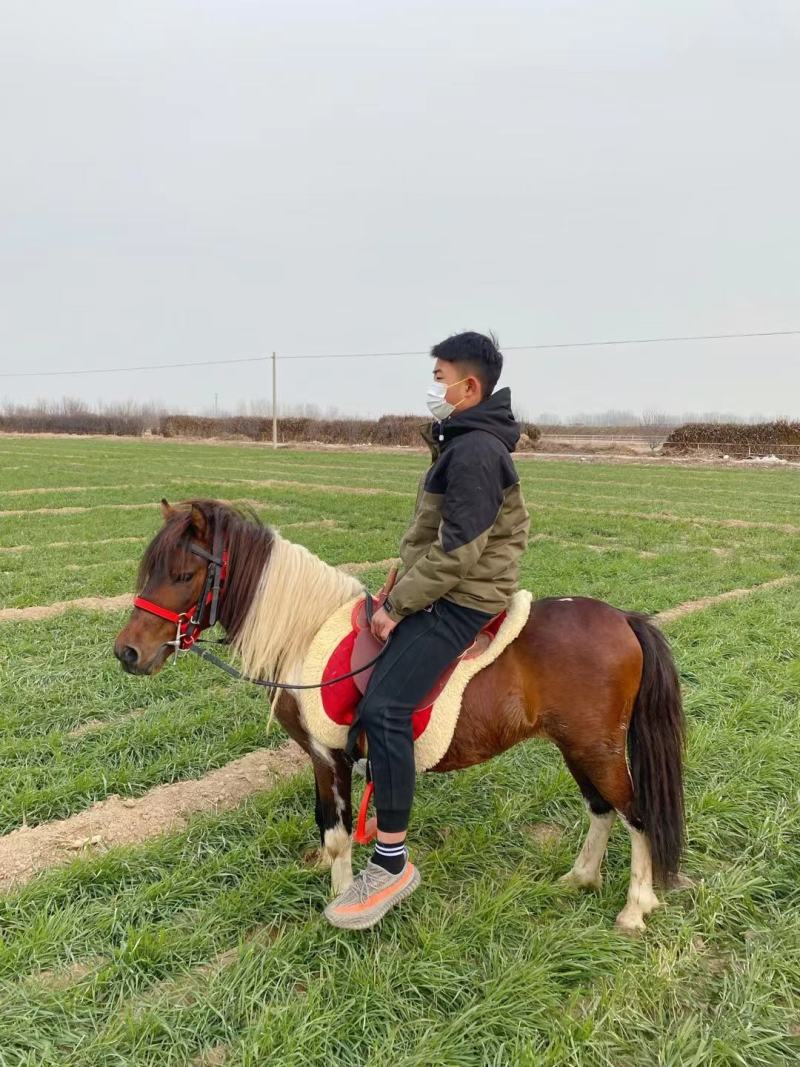 矮马矮脚马德保矮马马驹矮马马驹乘骑马儿童乘骑马迷你马
