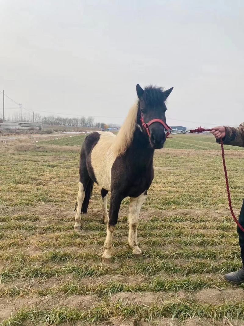 矮马矮脚马德保矮马马驹矮马马驹乘骑马儿童乘骑马迷你马