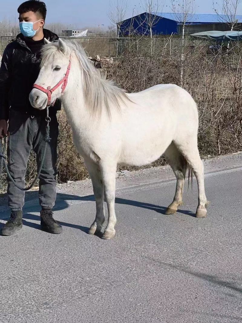 矮马矮脚马德保矮马马驹矮马马驹乘骑马儿童乘骑马迷你马