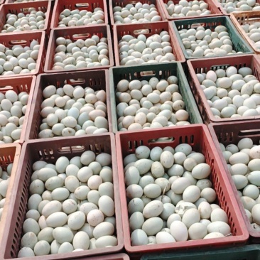 [热卖]新鲜鸭蛋厂家直发大量现货诚信经营量大从优