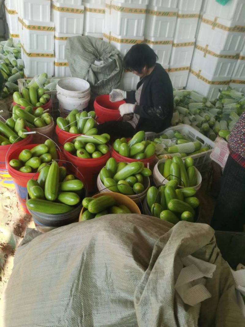 【精品】山东绿皮西葫芦量大质量优对接全国欢迎联系
