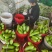【精品】山东绿皮西葫芦量大质量优对接全国欢迎联系