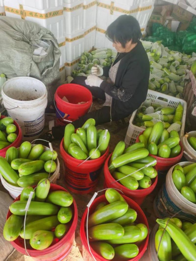【精品】山东绿皮西葫芦量大质量优对接全国欢迎联系