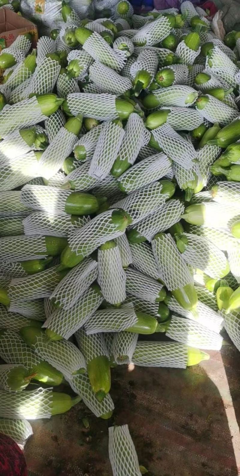 【精品】山东绿皮西葫芦量大质量优对接全国欢迎联系