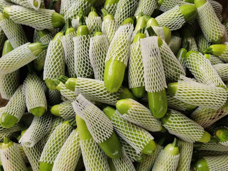 【精品】山东绿皮西葫芦量大质量优对接全国欢迎联系
