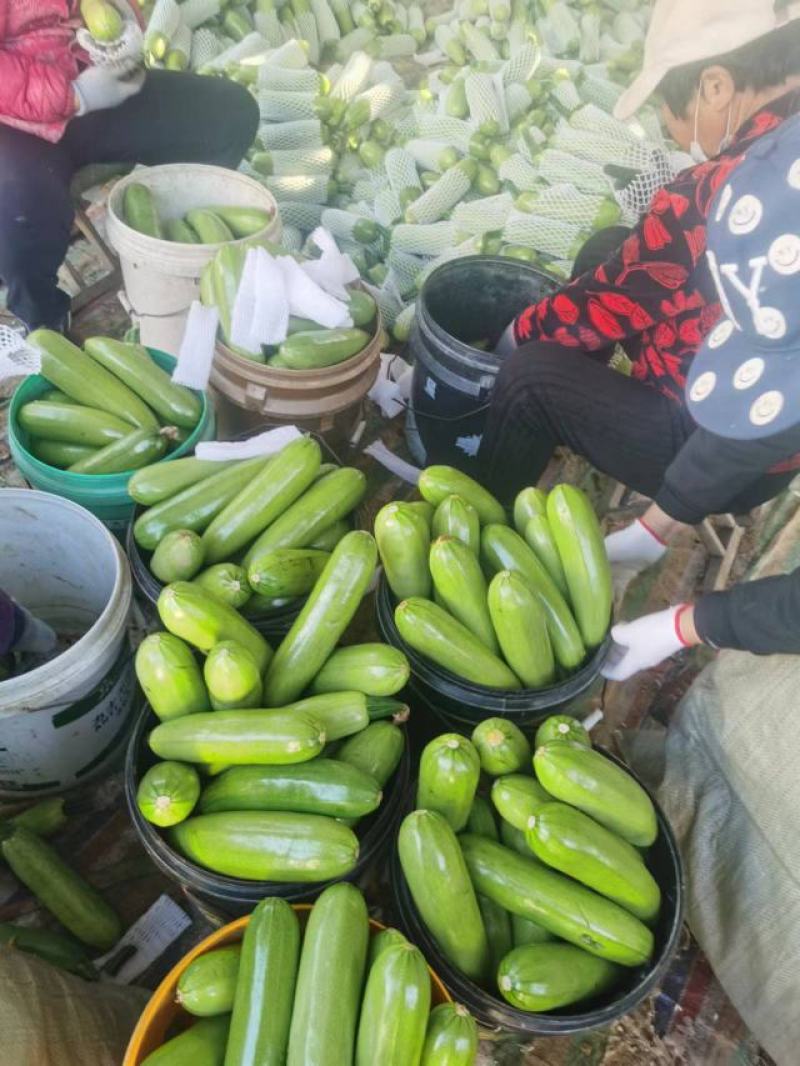 【精品】山东绿皮西葫芦量大质量优对接全国欢迎联系