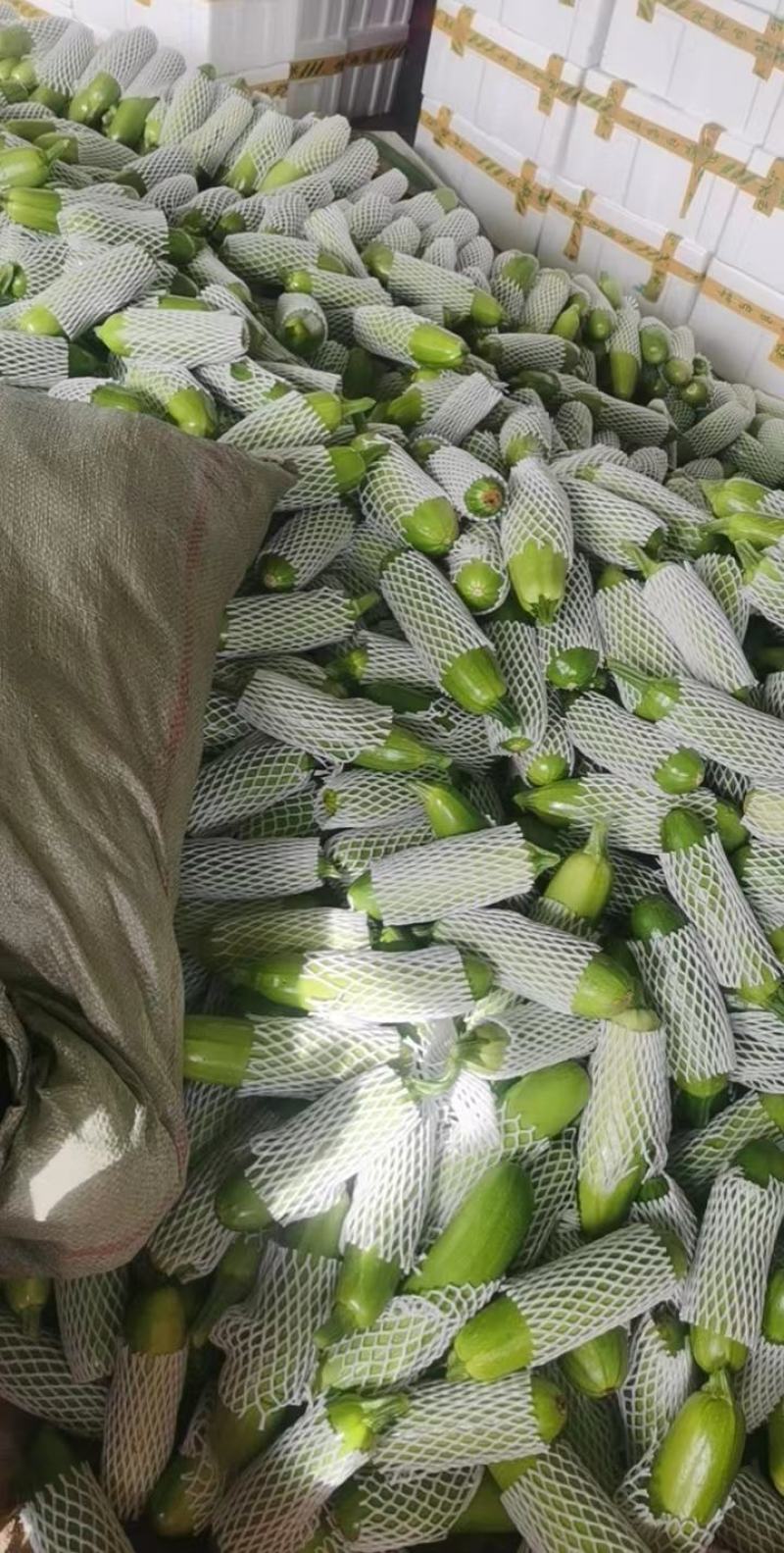 【精品】山东绿皮西葫芦量大质量优对接全国欢迎联系