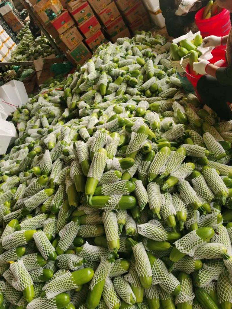 【精品】山东绿皮西葫芦量大质量优对接全国欢迎联系