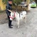家养宠物驴活体小毛驴景区专用观赏宠物驴活驴小型迷你儿童骑