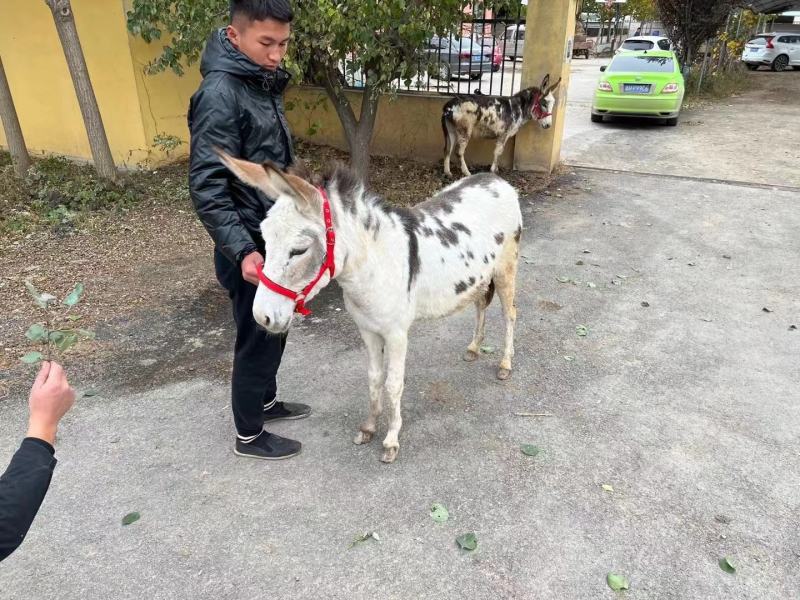 家养宠物驴活体小毛驴景区专用观赏宠物驴活驴小型迷你儿童骑