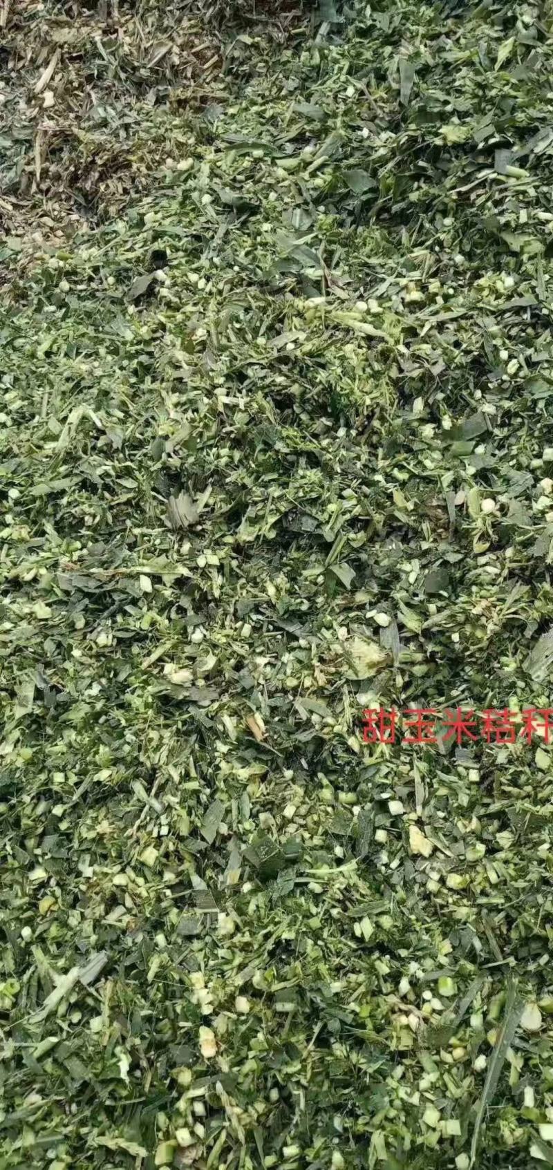 大量直销玉米青储猪牛羊鸭饲料青储适口性好