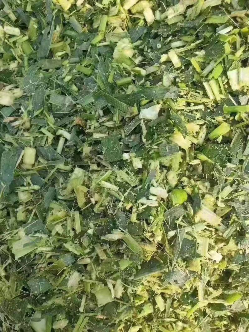 大量直销玉米青储猪牛羊鸭饲料青储适口性好