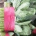 大叶菠菜