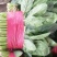 大叶菠菜