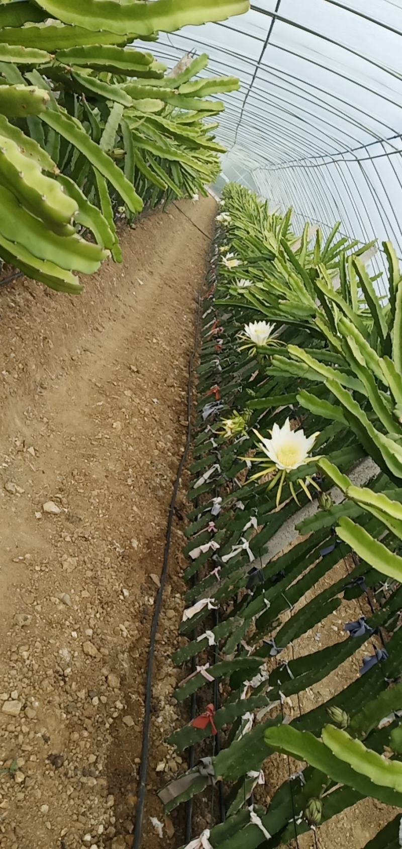 大棚种植火龙果苗，红心龙果苗。密玄龙苗，桂红龙苗。