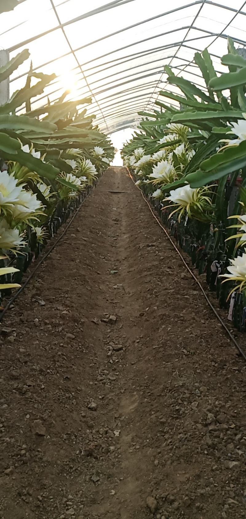 大棚种植火龙果苗，红心龙果苗。密玄龙苗，桂红龙苗。