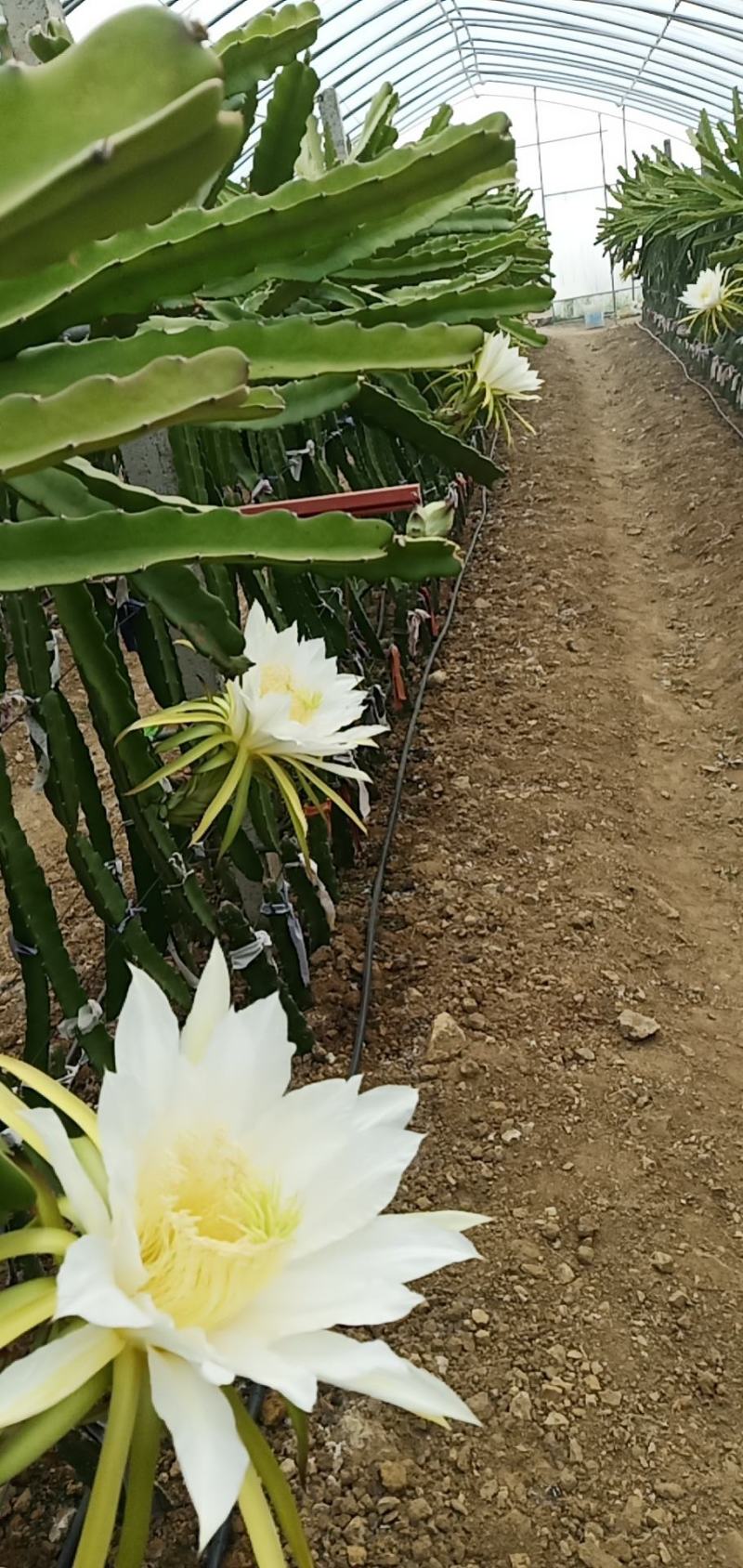 大棚种植火龙果苗，红心龙果苗。密玄龙苗，桂红龙苗。