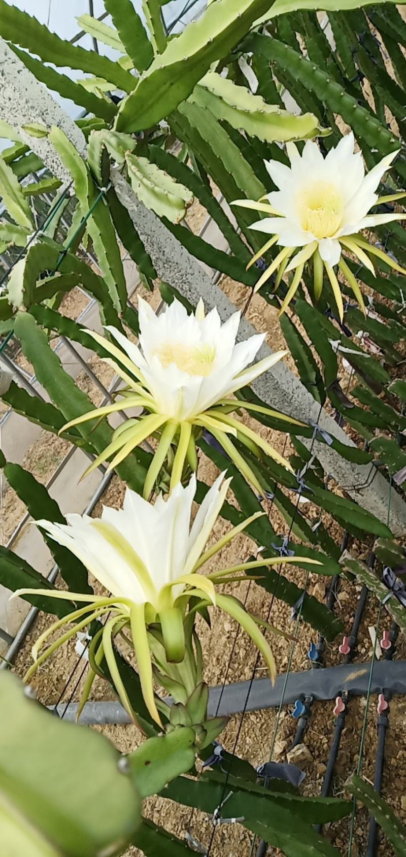 大棚种植火龙果苗，红心龙果苗。密玄龙苗，桂红龙苗。