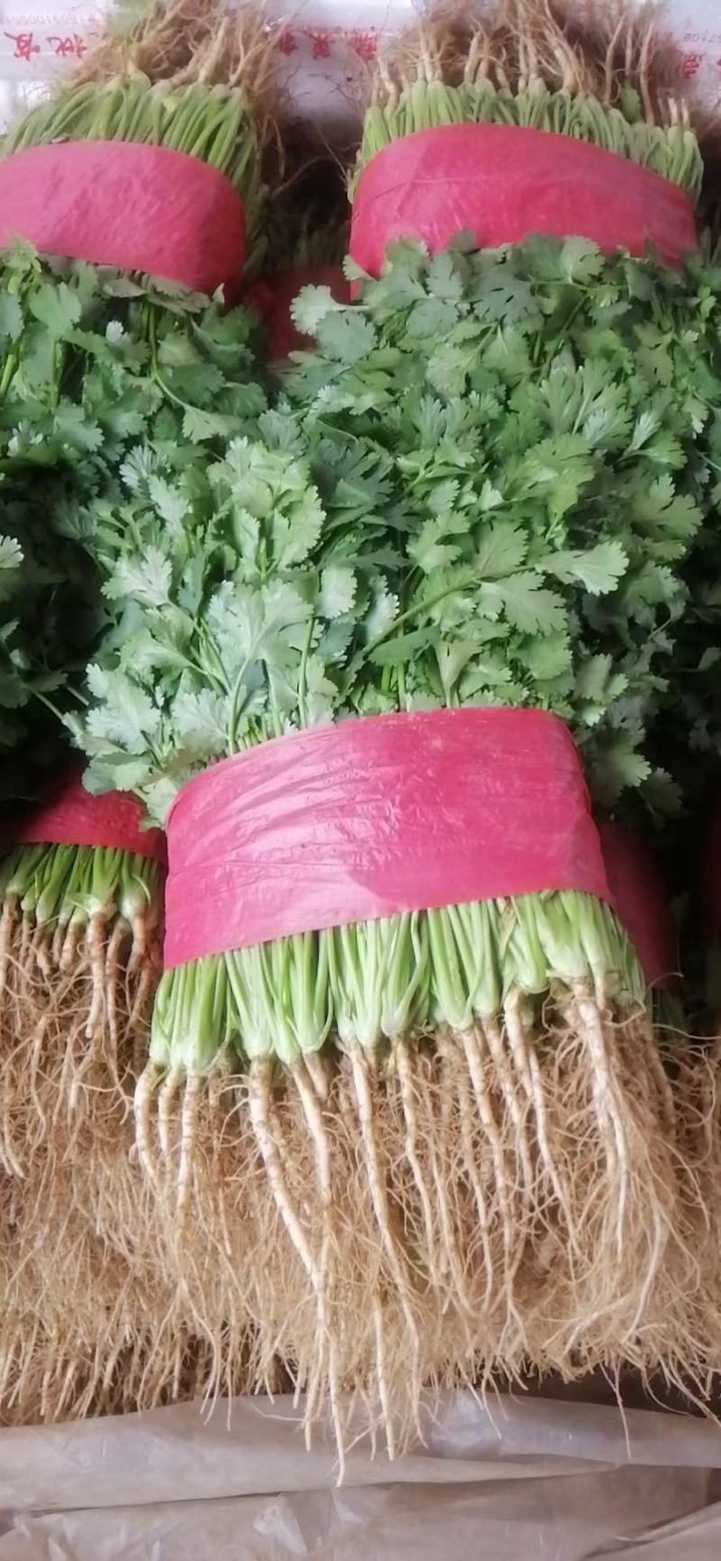 大叶香菜