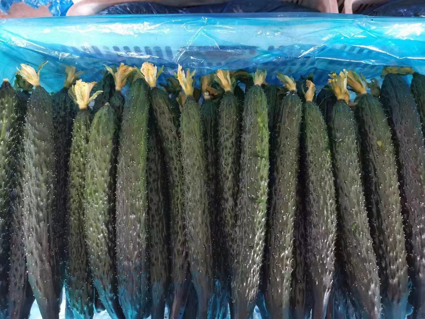 图片说明:鱼腥草嫩茎叶制作的凉拌菜,清香爽口,是南方地区夏季常见家常菜。 鱼腥草凉拌菜肴