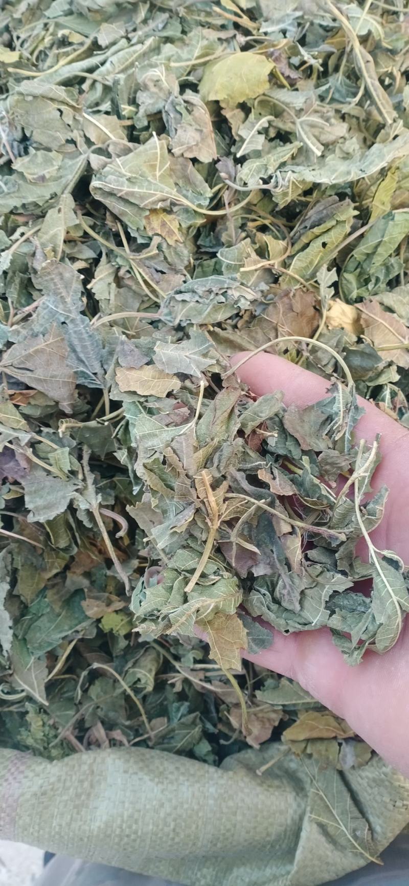 【桑叶】自产自销产地一手货源大货供应规格齐全量大优惠