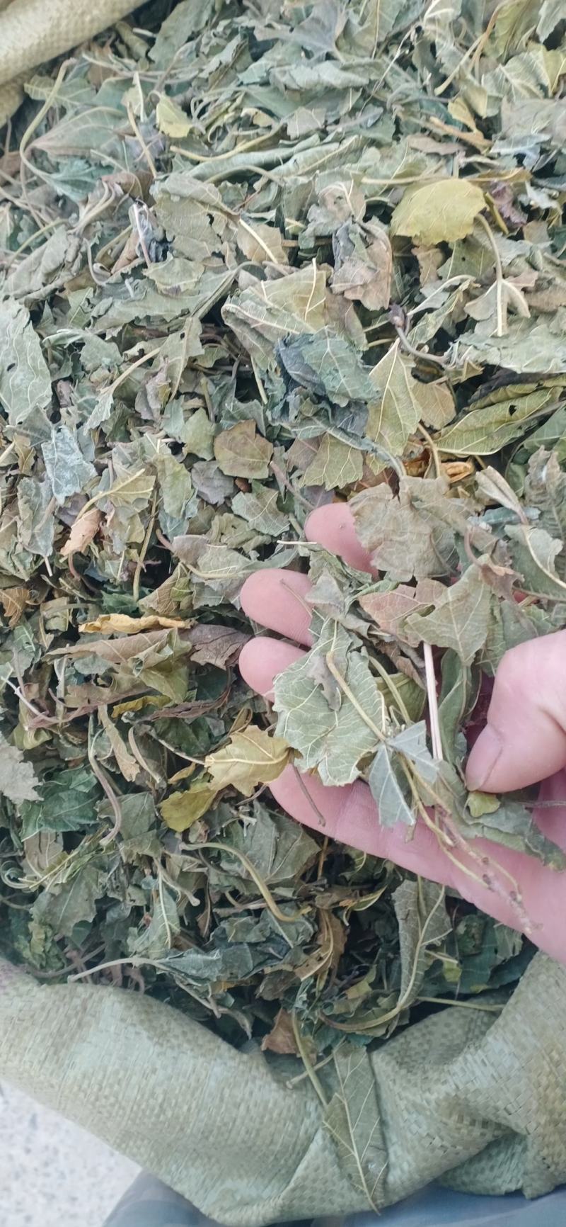 【桑叶】自产自销产地一手货源大货供应规格齐全量大优惠