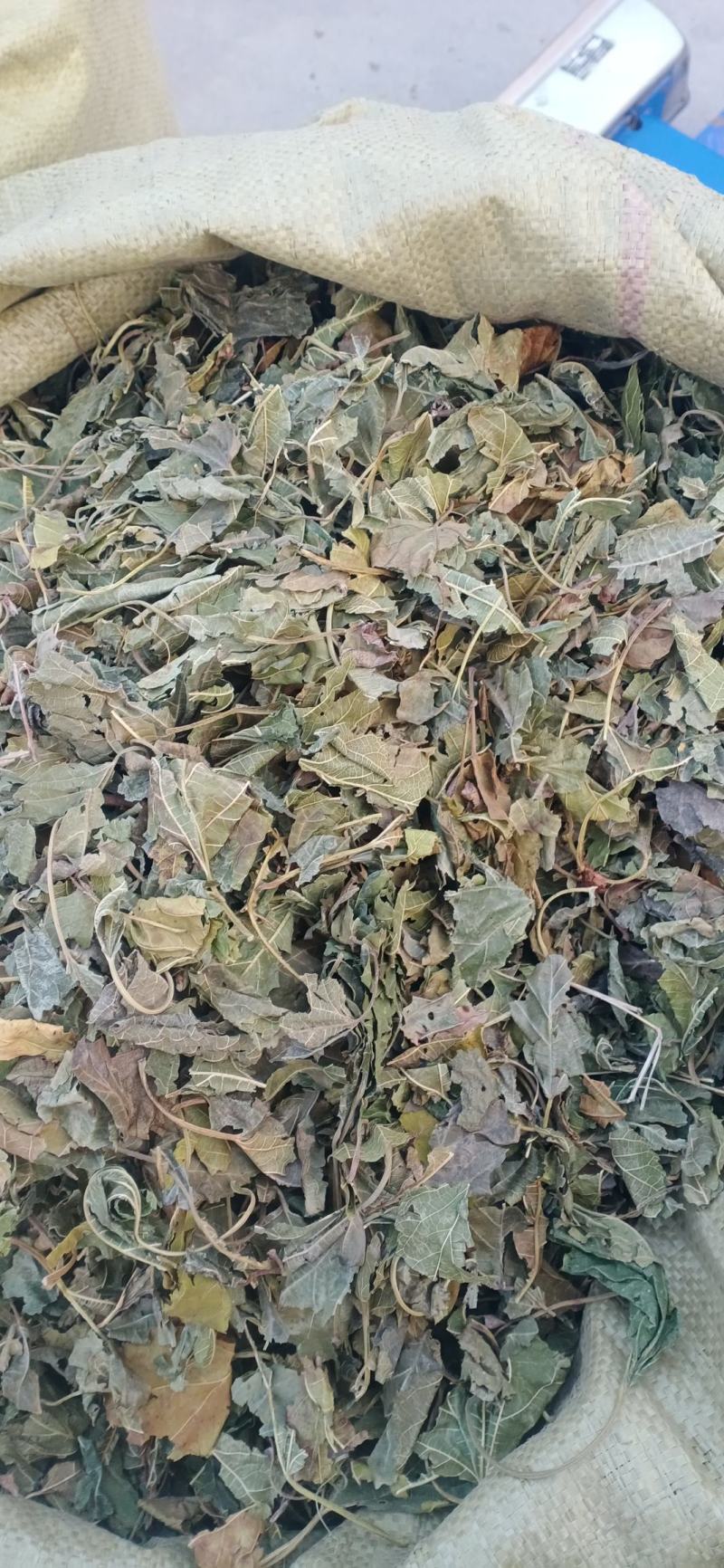 【桑叶】自产自销产地一手货源大货供应规格齐全量大优惠