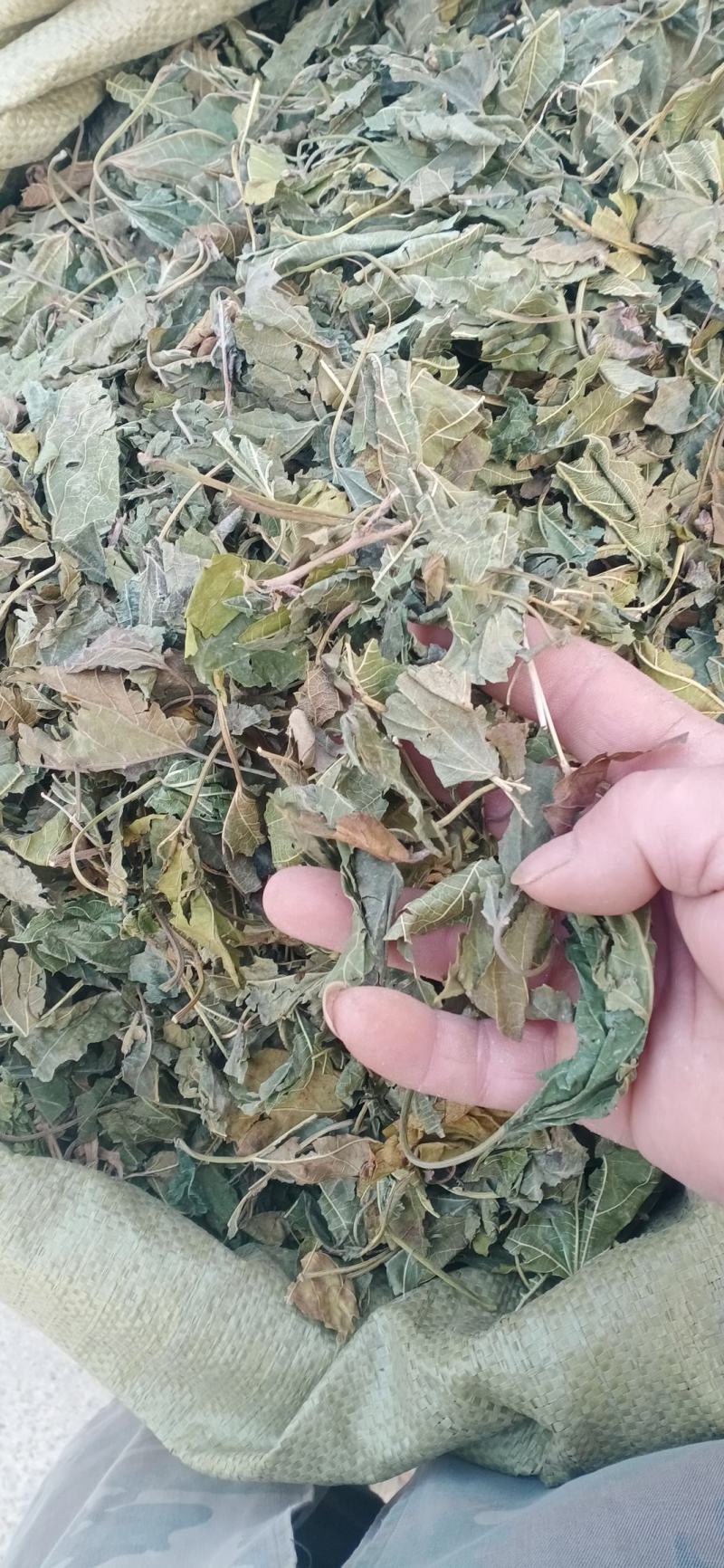 【桑叶】自产自销产地一手货源大货供应规格齐全量大优惠