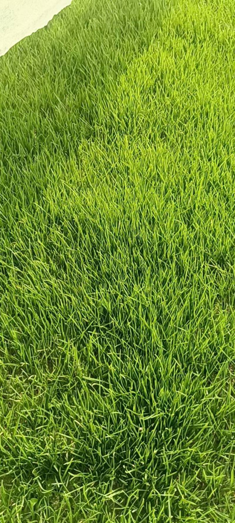 混播黑麦草早熟禾