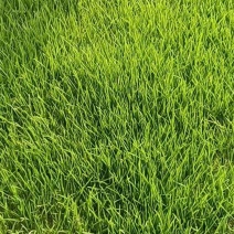 混播黑麦草早熟禾