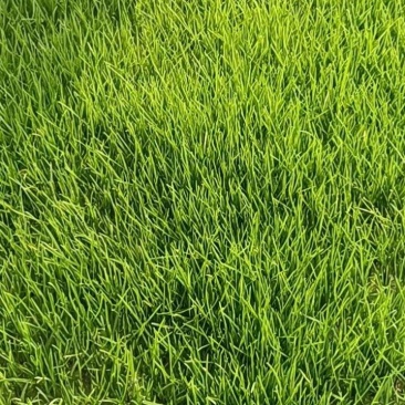 混播黑麦草早熟禾