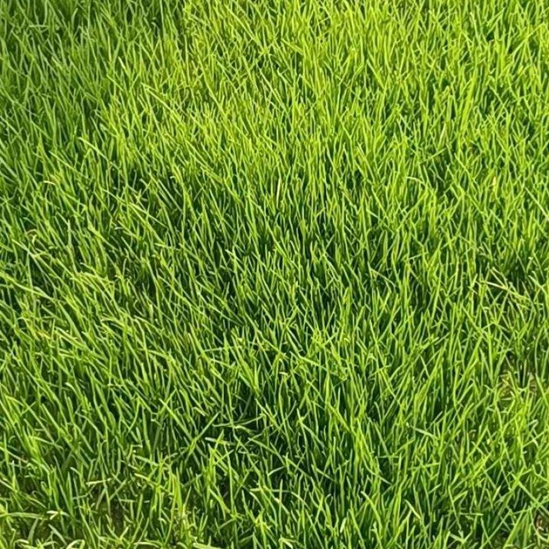 混播黑麦草早熟禾