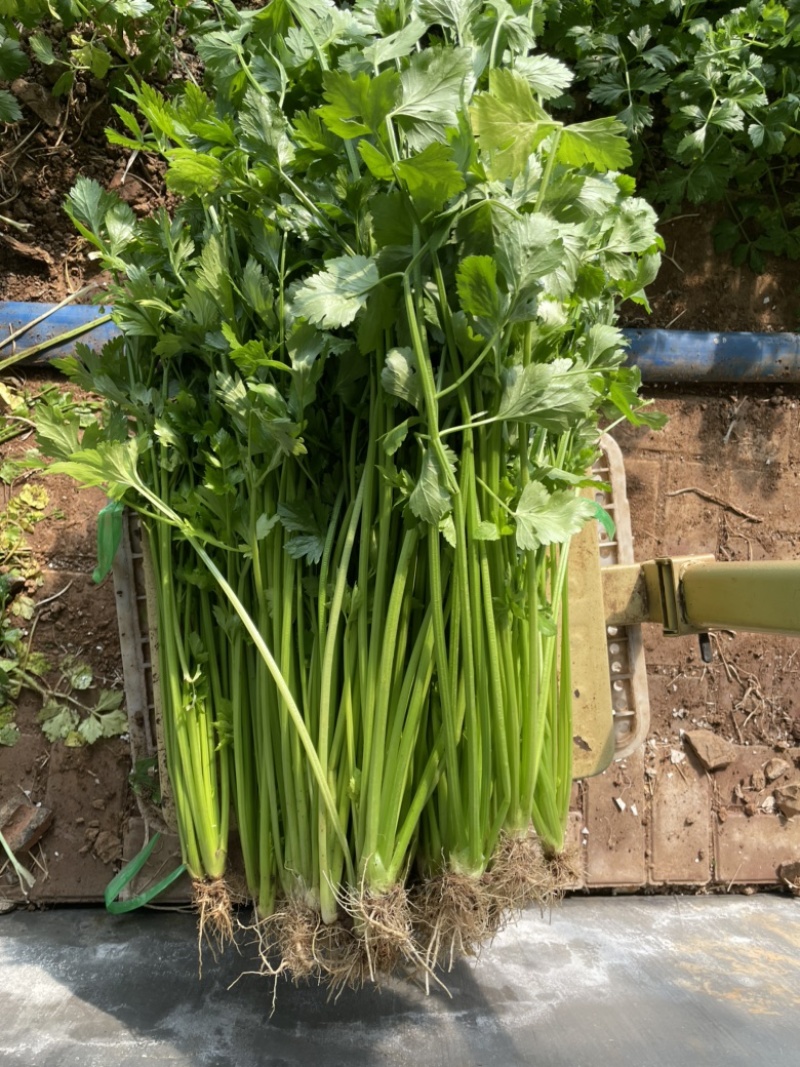 空心芹菜