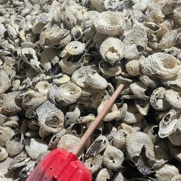 刺鱼皮，养颜美容，补充胶原蛋白。