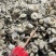 刺鱼皮，养颜美容，补充胶原蛋白。