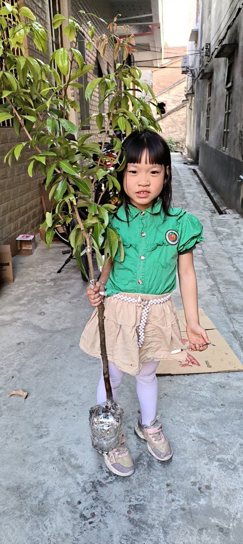 仙进奉荔枝嫁接杯苗带泥发货，大量供应诚信为先，欢迎采购