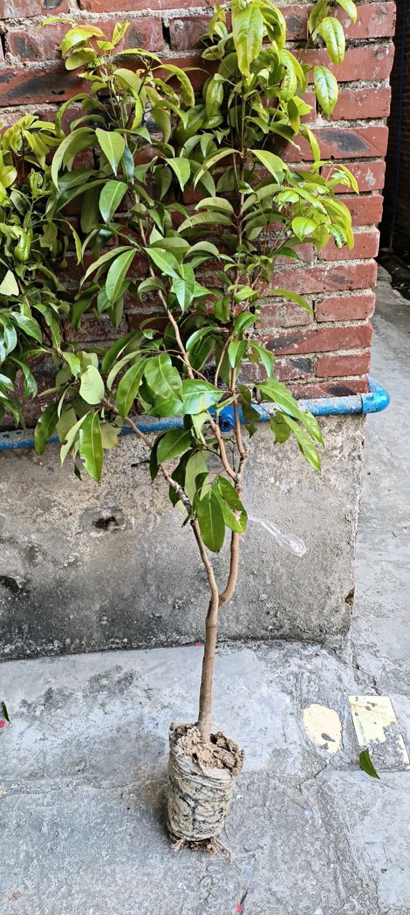 仙进奉荔枝嫁接杯苗带泥发货，大量供应诚信为先，欢迎采购