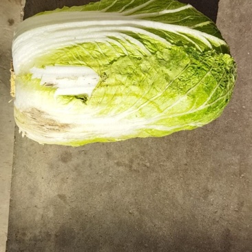 大白菜