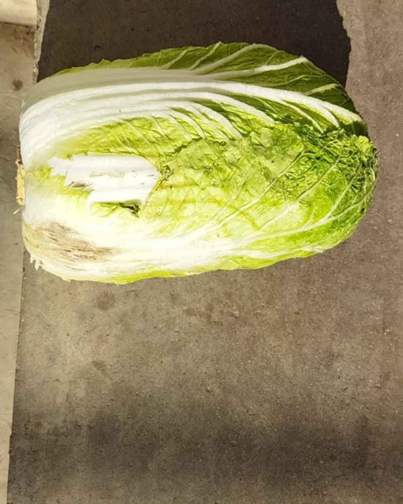 大白菜