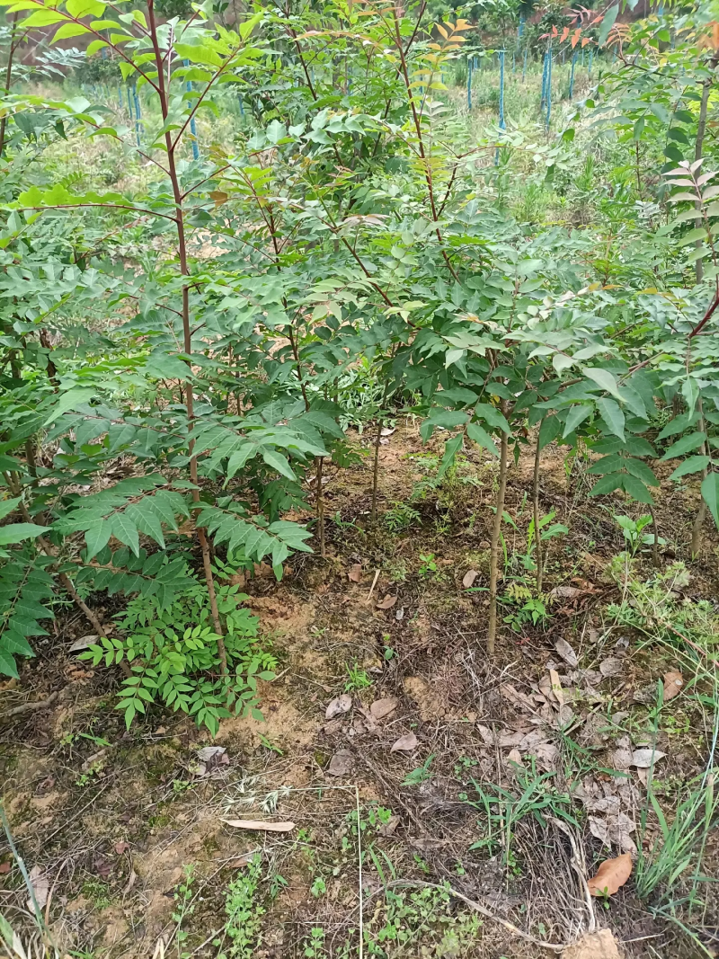 黄连木树苗规格齐全1-15公分大量现货工程苗精品苗
