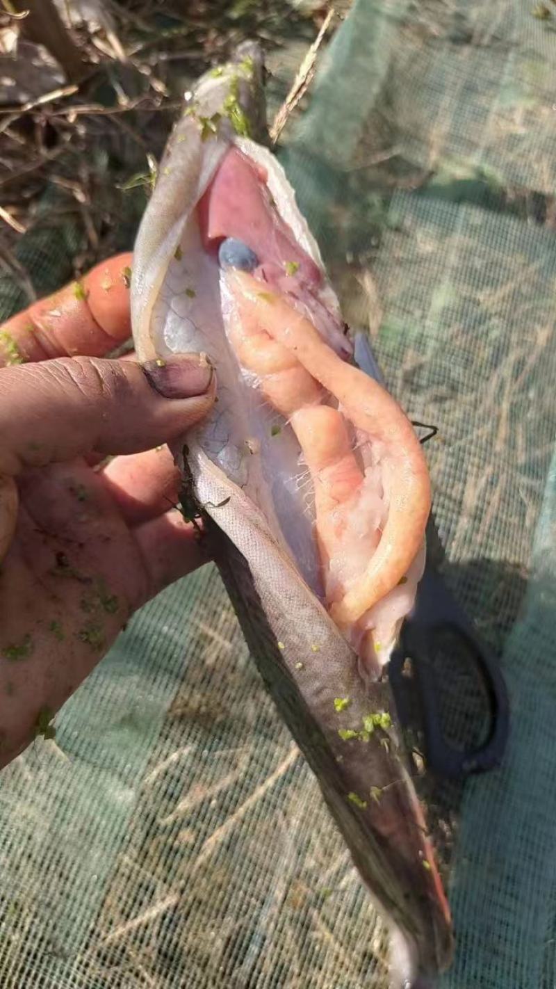 优良中华刺鳅大刺鳅刀鳅刺鳅水花全国发货空运
