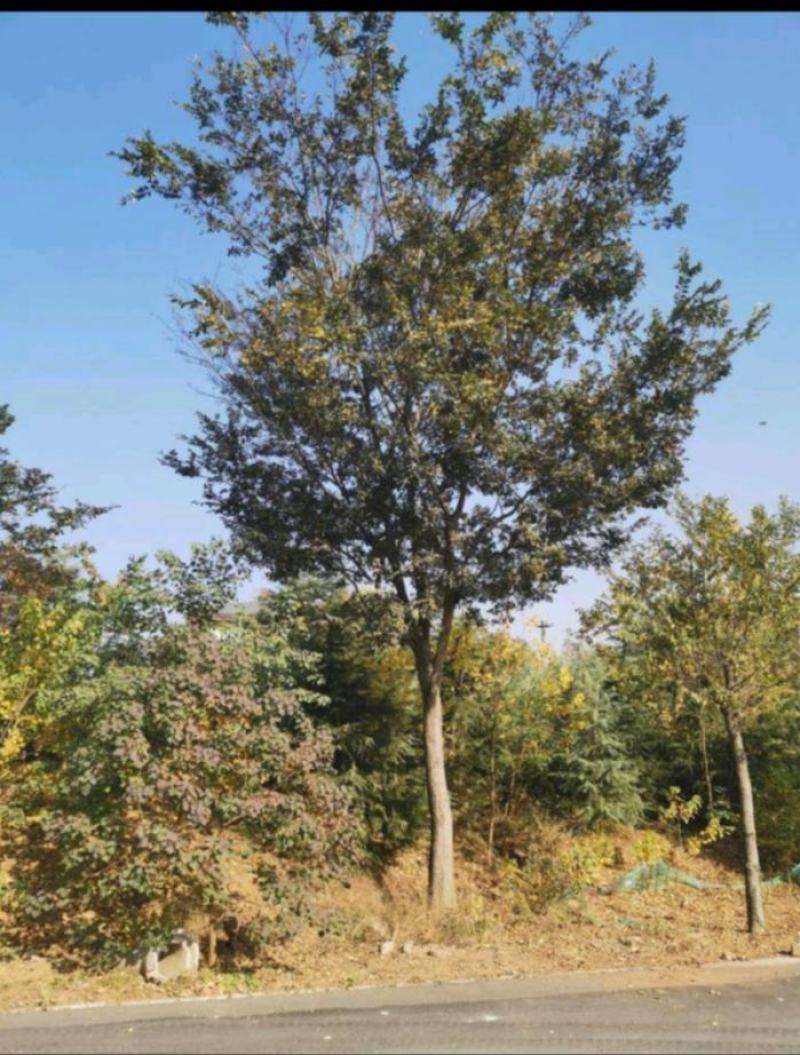 大叶朴树苗