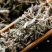 翻白草今年新货量多从优实物拍摄全国发货祥泰药材
