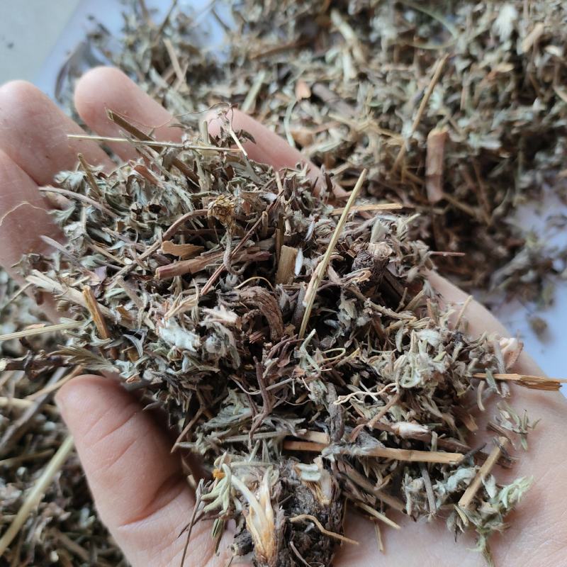 翻白草今年新货量多从优实物拍摄全国发货祥泰药材