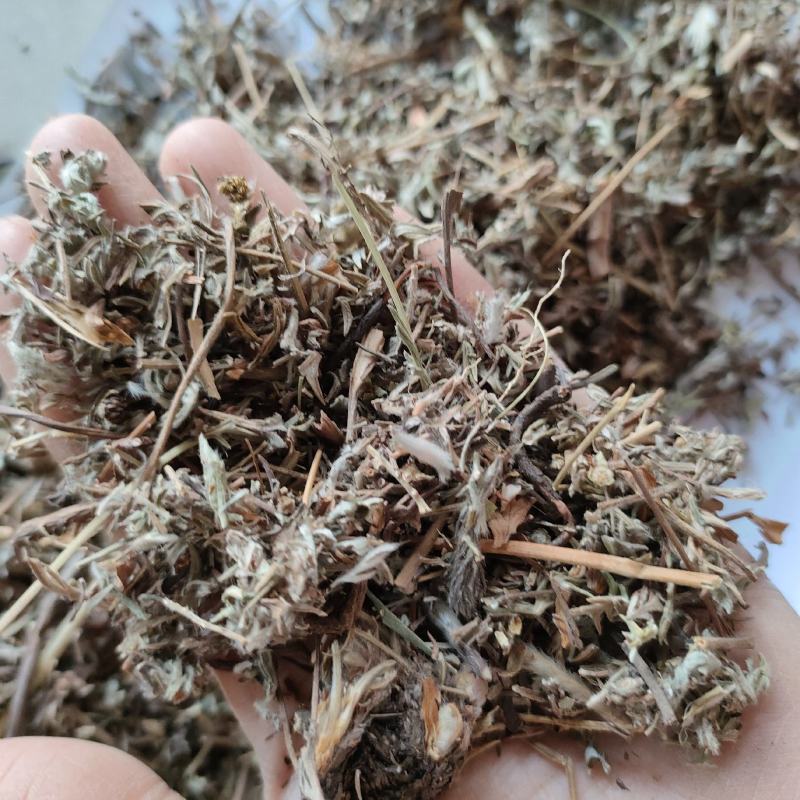 翻白草今年新货量多从优实物拍摄全国发货祥泰药材
