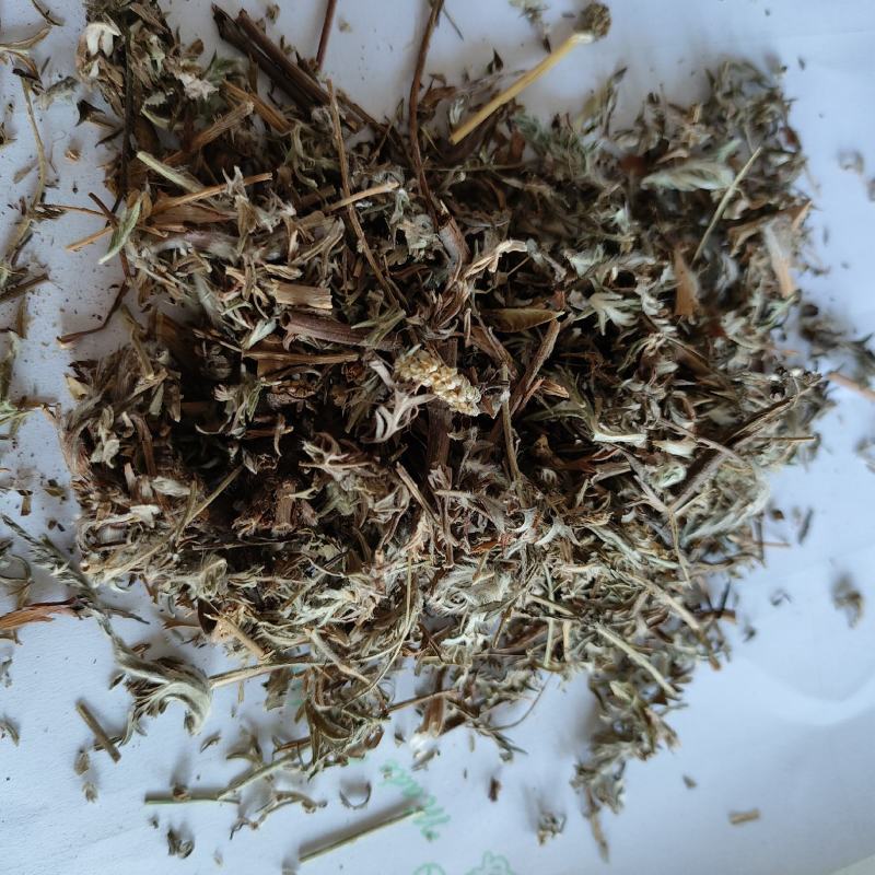 翻白草今年新货量多从优实物拍摄全国发货祥泰药材