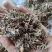 翻白草今年新货量多从优实物拍摄全国发货祥泰药材